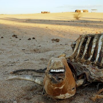 Agribank Agribank’s N$187m drought relief war chest