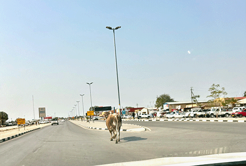 Animals-Roaming Ofuto yiimuna ya endhililwa kuMuni ya gwedhelwa