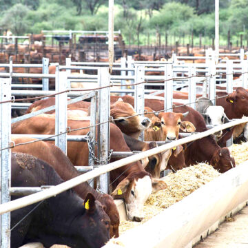 Cattle Export 1 Over 19 000 cattle exported on hoof…representing an increase of 9.26%
