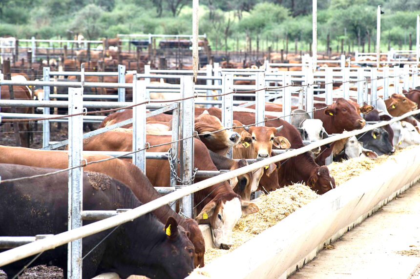 Cattle Export 1 Over 19 000 cattle exported on hoof…representing an increase of 9.26%