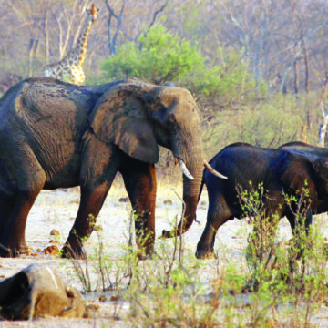 FILE PHOTO: A group of elephants and giraffes walk near a carcass of an elephant at a watering hole inside Hwange National Park Explained: Why Namibia is culling over 700 animals