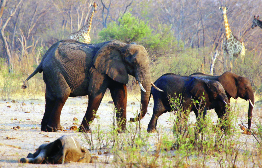 FILE PHOTO: A group of elephants and giraffes walk near a carcass of an elephant at a watering hole inside Hwange National Park Explained: Why Namibia is culling over 700 animals