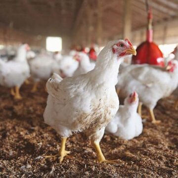 Farmers Kraal 2 Farmers’ Kraal – Poultry farmers’ common mistakes