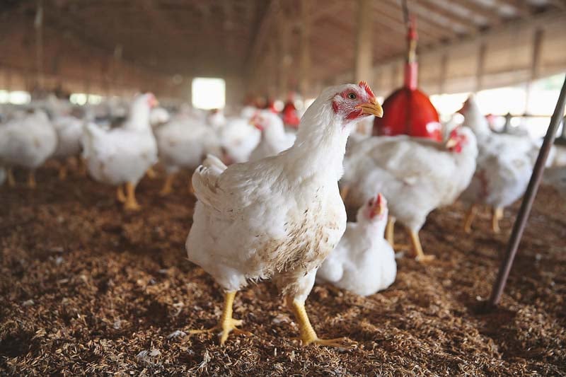 Farmers Kraal 2 Farmers’ Kraal – Poultry farmers’ common mistakes