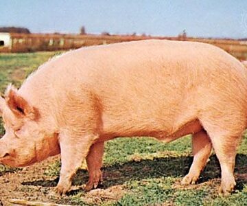 Pig Correctional officer ‘steals’ pig