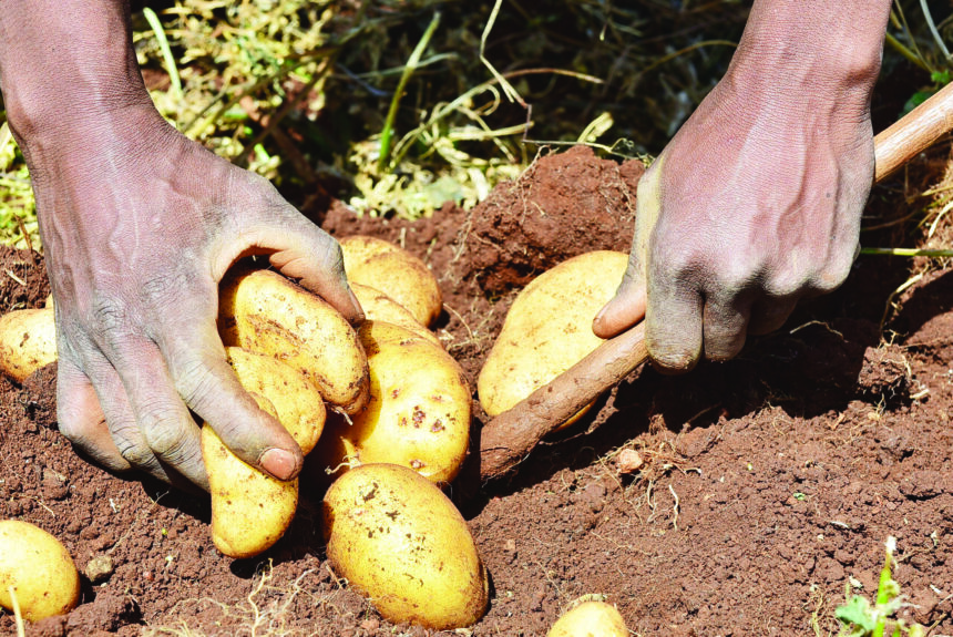 Potatoes Production Potato production day set for Okakarara