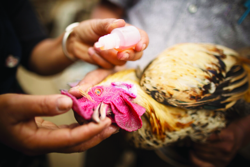 Galvmed in Nepal Namibia lift SA poultry ban … Brazil remains barred