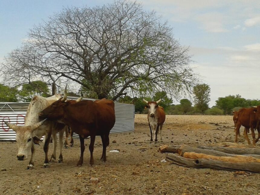 Stock Theft Livestock worth N$3.4m stolen in Omaheke