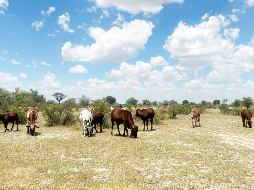 Amupanda Amupanda takes red line fight to Zambezi