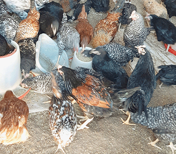 Chicken Ovanafikola mokakuma molwoumbudi weexuxwa