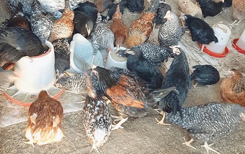 Chicken Ovanafikola mokakuma molwoumbudi weexuxwa