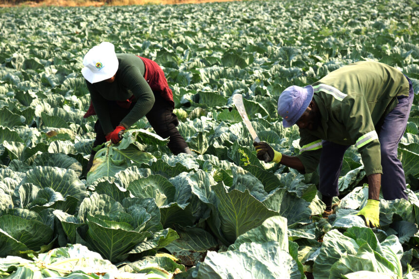 Food Processing Mbumba prioritises agro-processing centres… targets food security, farmers empowerment