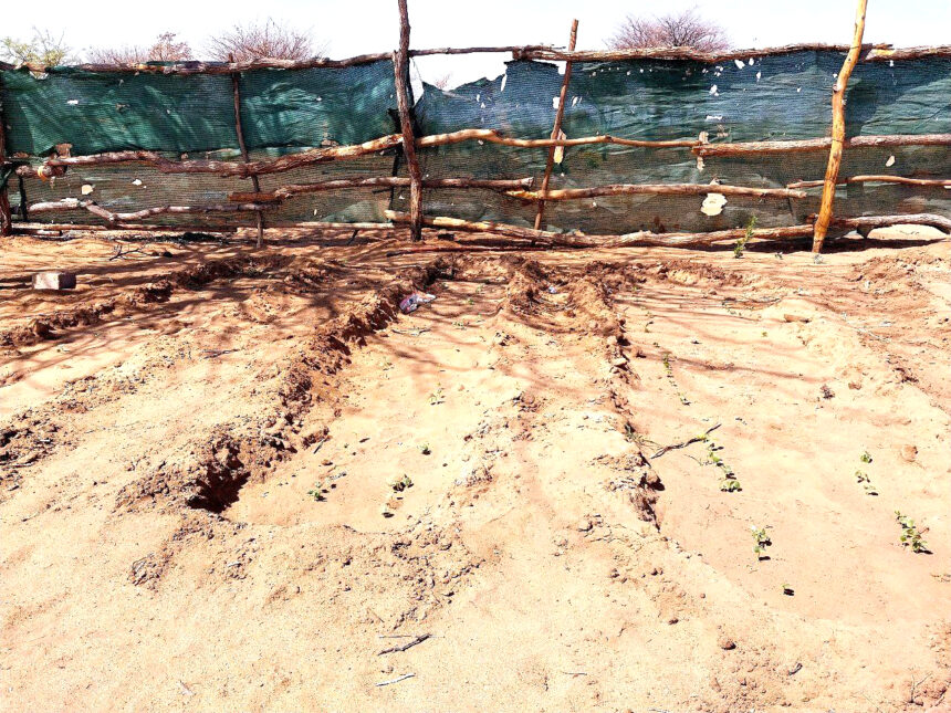 Garden Projects 1 Water scarcity cripples gardens in Epukiro… more boreholes needed