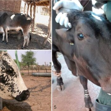 Lung disease Omukifi wepunga wa findwa mOpuwo