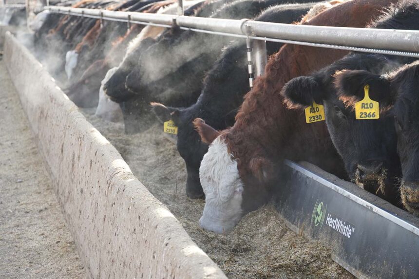 Rundu Feedlot Nida seeks investors for Kavango Cattle Ranch feedlot