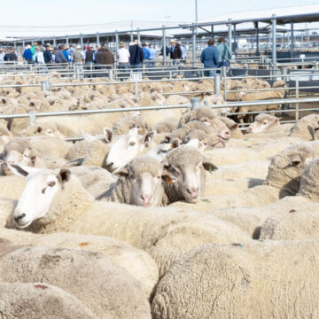 Sheep Exports 1 Sheep slaughter capacity increases …improved export volumes