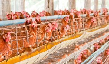 Weather 2 Weather effects on poultry