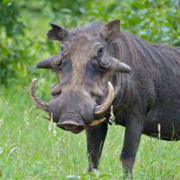 pensioner -died (002) Omukulupe a hulithila muukongo wa pogola oveta